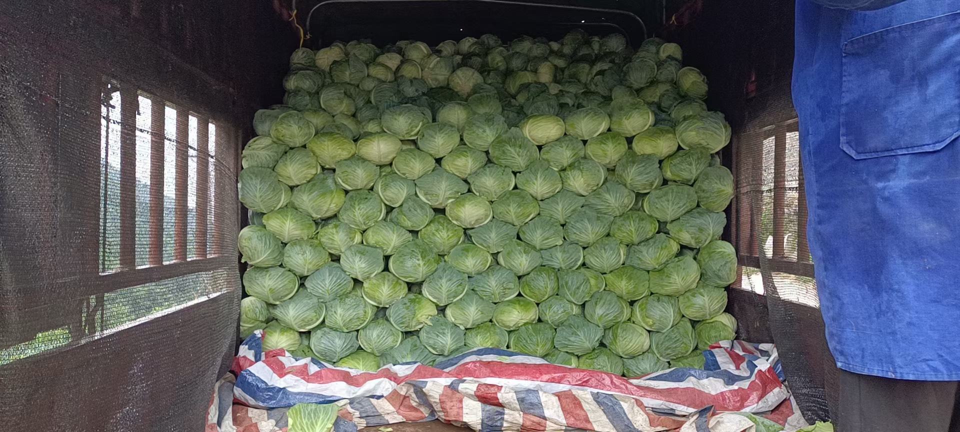 河南新包菜包装与运输现场图