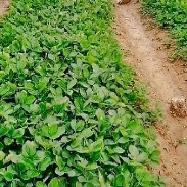 优质草莓的，佳垦二代脱毒苗培育产量高上市早果型好
