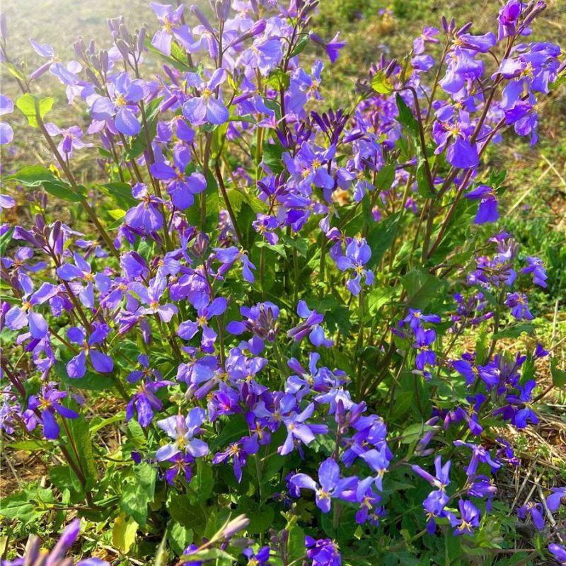 二月兰诸葛菜花种子耐寒耐荫秋季播种花卉园艺绿化