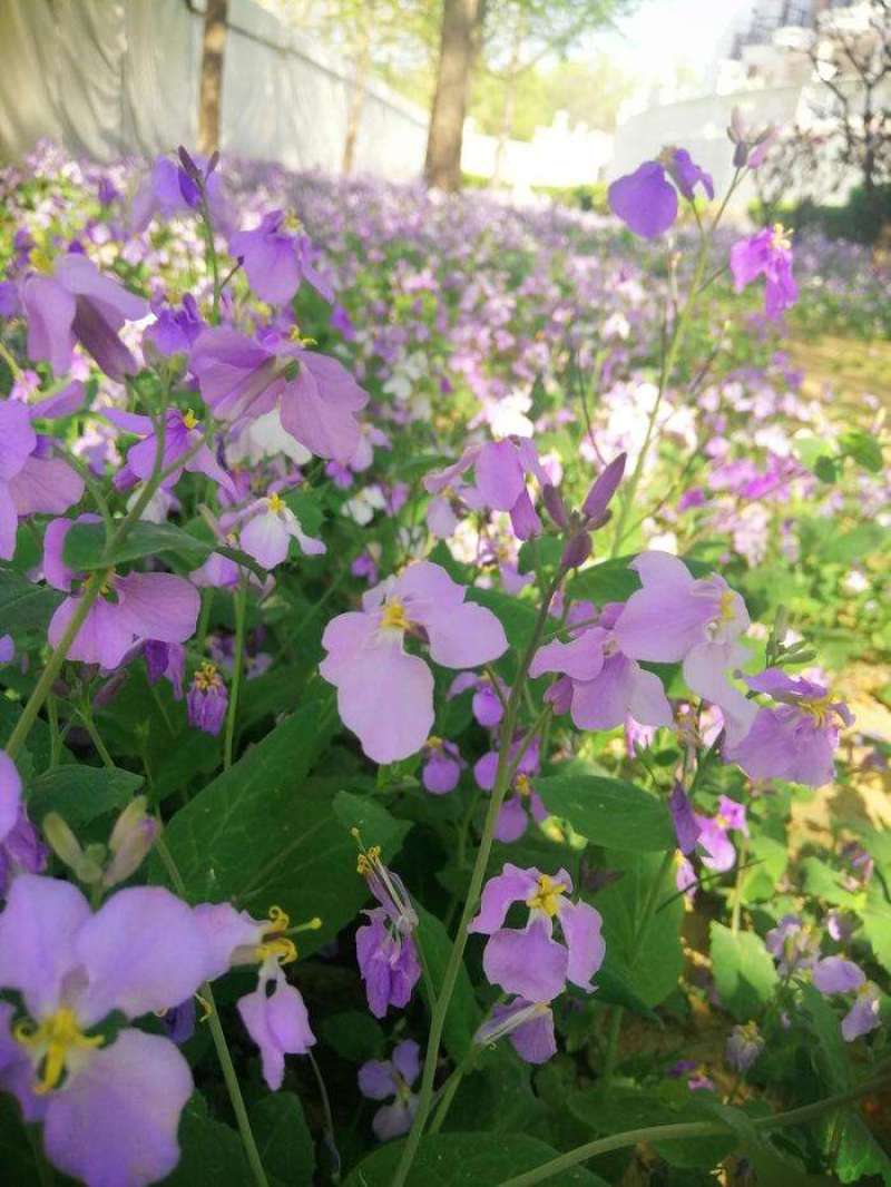二月兰诸葛菜花种子耐寒耐荫秋季播种花卉园艺绿化