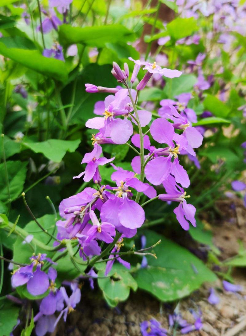 二月兰诸葛菜花种子耐寒耐荫秋季播种花卉园艺绿化