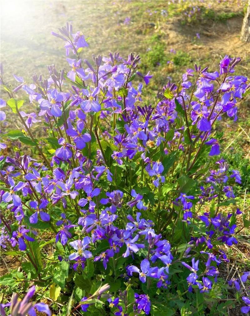 二月兰诸葛菜花种子耐寒耐荫秋季播种花卉园艺绿化