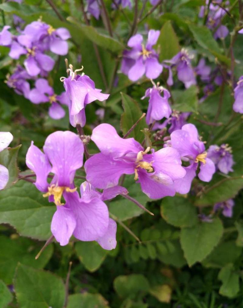 二月兰诸葛菜花种子耐寒耐荫秋季播种花卉园艺绿化