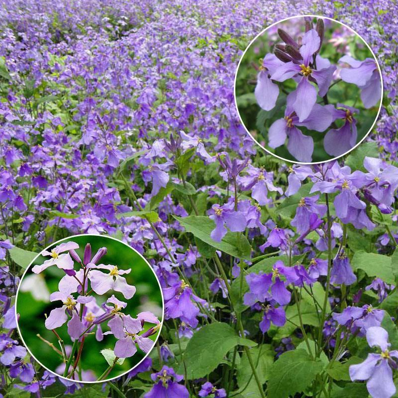 二月兰诸葛菜花种子耐寒耐荫秋季播种花卉园艺绿化