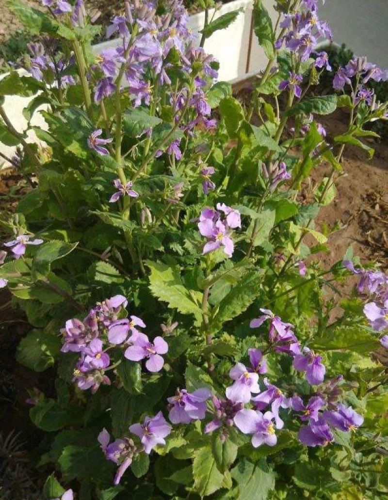 二月兰诸葛菜花种子耐寒耐荫秋季播种花卉园艺绿化