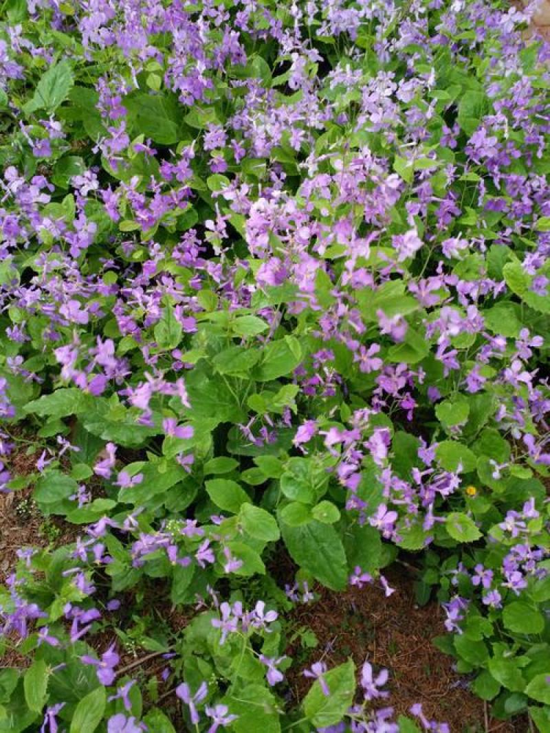 二月兰诸葛菜花种子耐寒耐荫秋季播种花卉园艺绿化