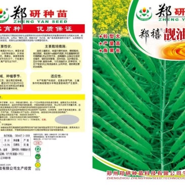 郑研靓油六号油菜种子秦油二号三月黄油菜种子