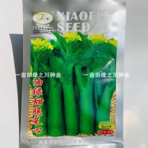 油绿甜脆菜心种子菜苔粗大油绿菜苔种子早熟纤维少绿菜心