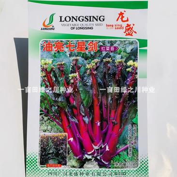 龙盛油亮七星剑红菜苔种子油亮紫红色苔中等粗