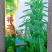 郑研禧芝六号芝麻种子黑芝麻白芝麻种子100g