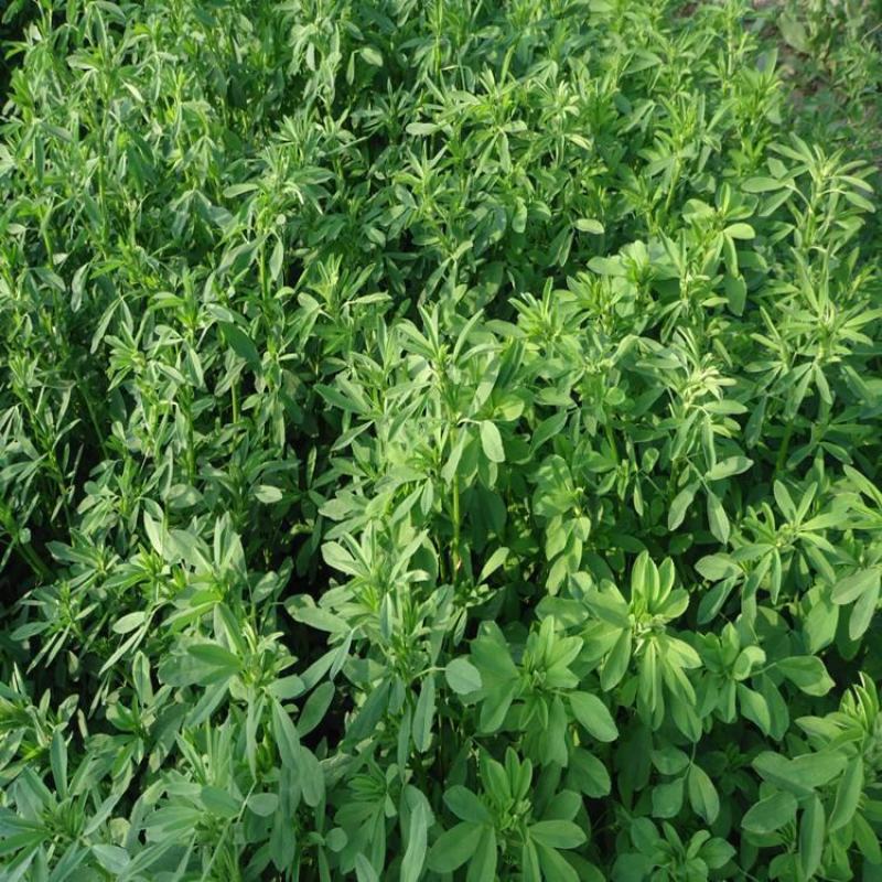 紫花苜蓿种子猪牛羊兔鸡鸭鹅多年生四季养殖牧草苜蓿草籽鱼草