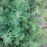 紫花苜蓿种子猪牛羊兔鸡鸭鹅多年生四季养殖牧草苜蓿草籽鱼草