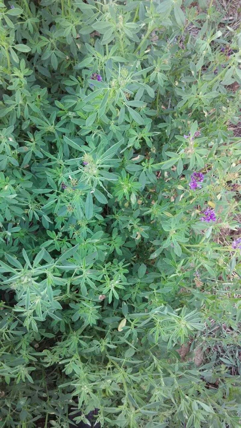 紫花苜蓿种子猪牛羊兔鸡鸭鹅多年生四季养殖牧草苜蓿草籽鱼草