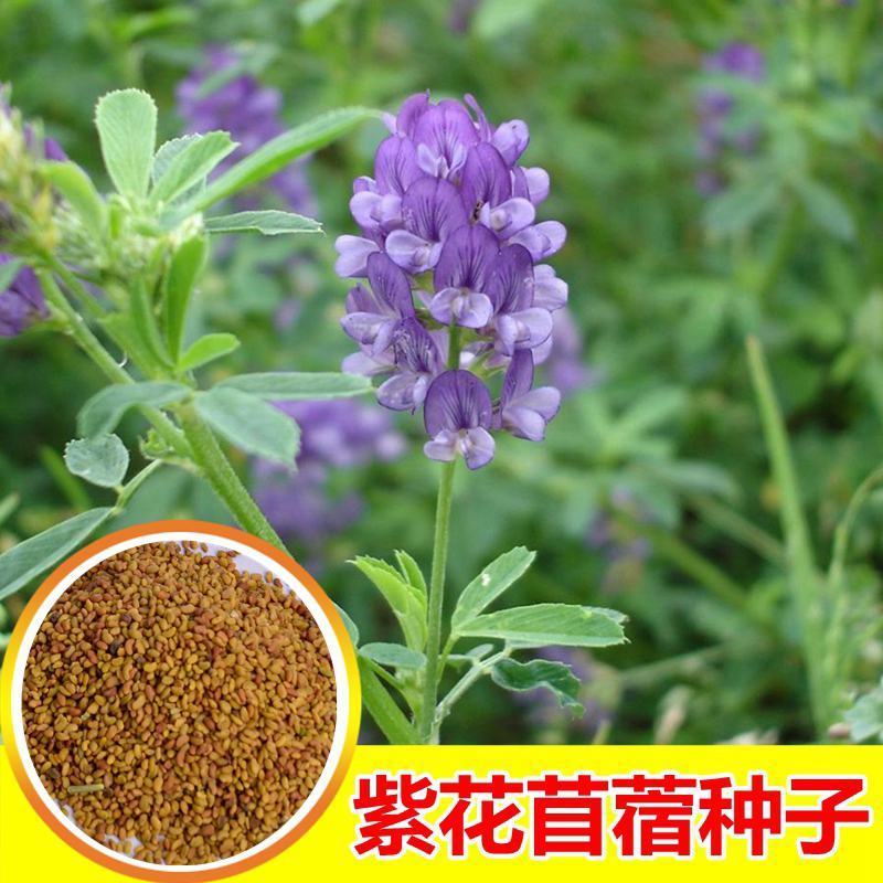紫花苜蓿种子猪牛羊兔鸡鸭鹅多年生四季养殖牧草苜蓿草籽鱼草