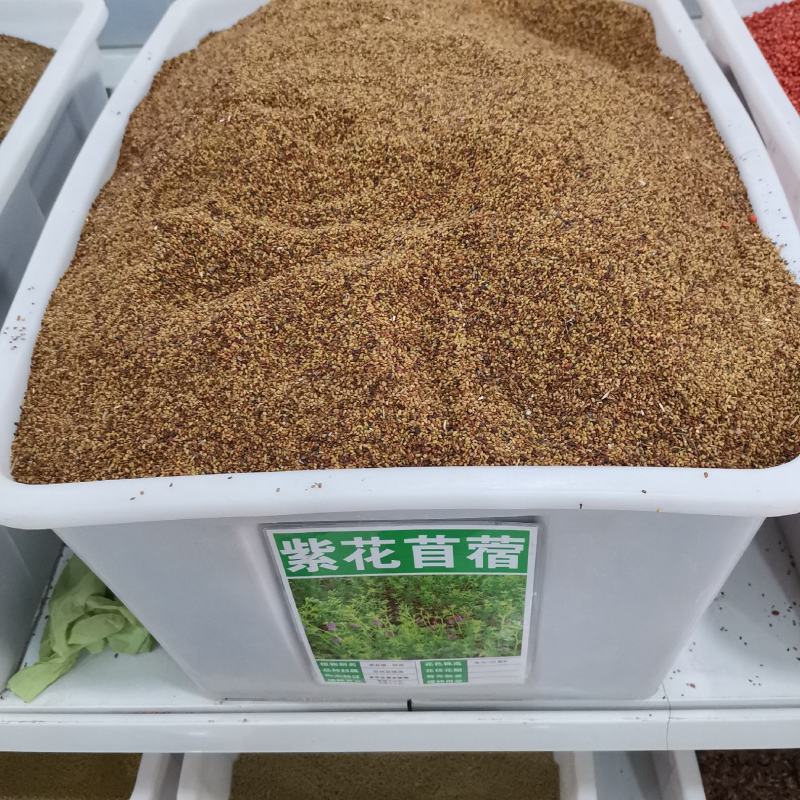 紫花苜蓿种子猪牛羊兔鸡鸭鹅多年生四季养殖牧草苜蓿草籽鱼草