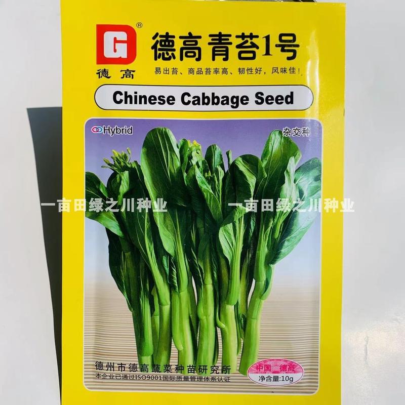 口感脆甜青苔1号菜苔种子商品苔率高易出苔早熟菜苔种籽