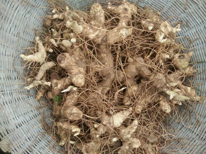黄精生姜，现采，现挖，鸡头行，包茶，包汤的佳品