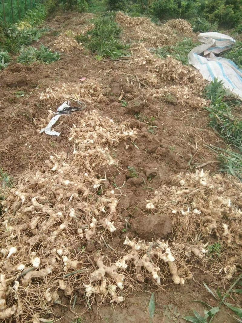 黄精生姜，现采，现挖，鸡头行，包茶，包汤的佳品