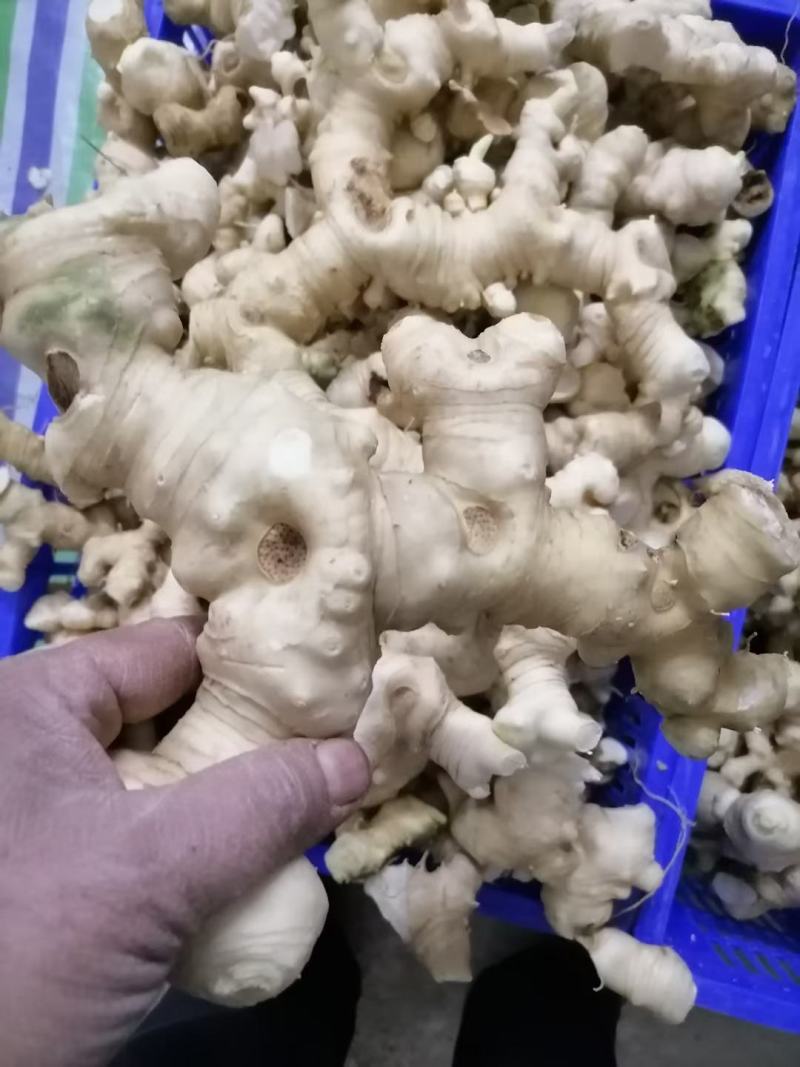 黄精生姜，现采，现挖，鸡头行，包茶，包汤的佳品