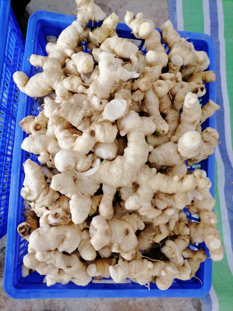 黄精生姜，现采，现挖，鸡头行，包茶，包汤的佳品