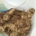 黄精生姜，现采，现挖，鸡头行，包茶，包汤的佳品