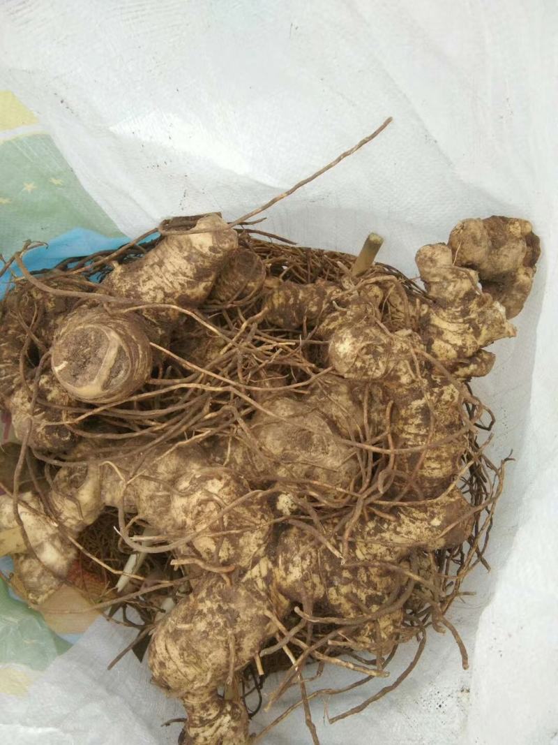 黄精生姜，现采，现挖，鸡头行，包茶，包汤的佳品
