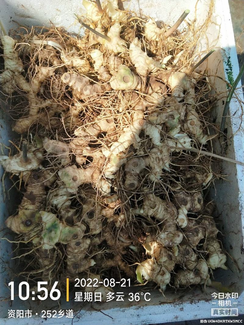黄精生姜，现采，现挖，鸡头行，包茶，包汤的佳品