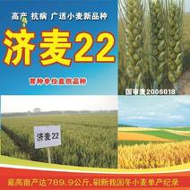 济麦22国审农科院高产冬小麦种子济麦22冬小麦季强筋麦种