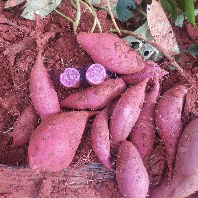 【香甜紫薯】云南高紫薯新鲜紫罗兰红薯蜜薯番薯地瓜蔬菜批发