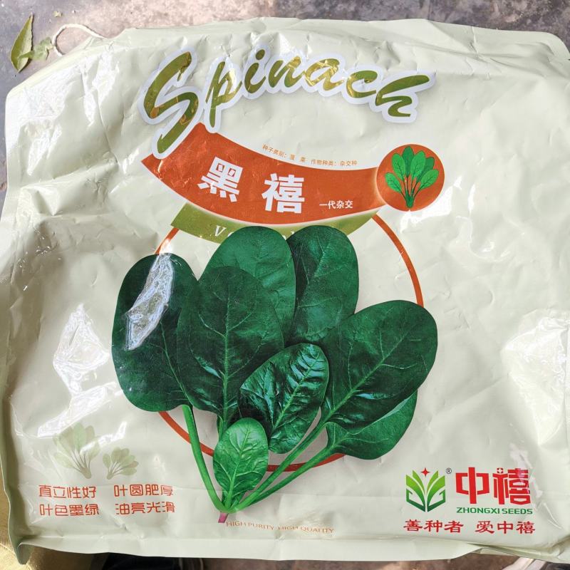 黑禧，盛禧杂交菠菜种子圆叶耐捆扎叶型美观耐寒性好