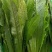 《精选》油麦菜，供应超市与各大市场诚信经营，质量保证