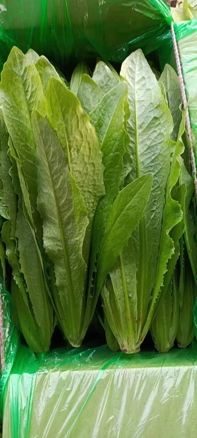 《精选》油麦菜，供应超市与各大市场诚信经营，质量保证