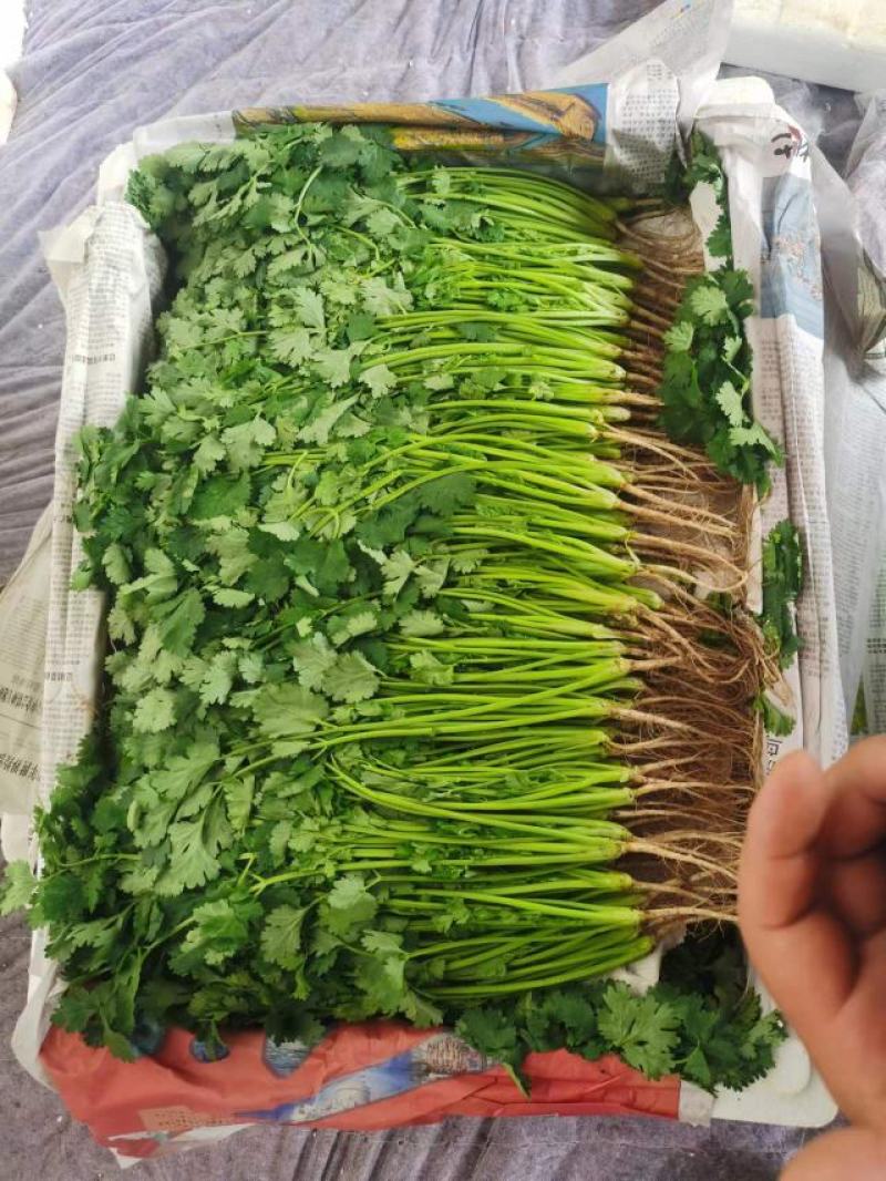 《精品》大叶香菜20~30厘米，产地发货，质量保证