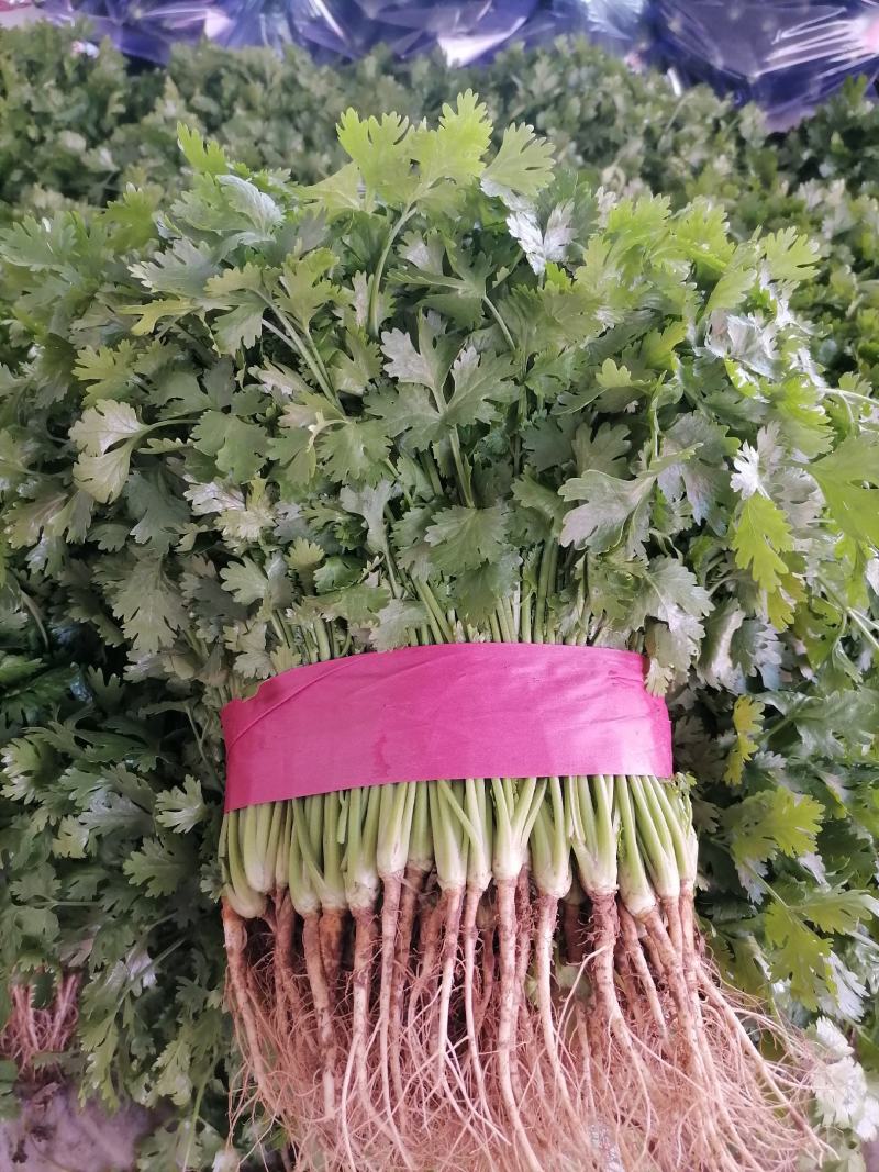 《精品》大叶香菜20~30厘米，产地发货，质量保证