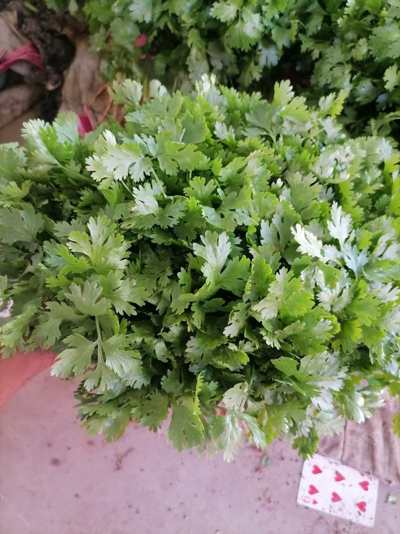 《精品》大叶香菜20~30厘米，产地发货，质量保证