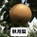 秋月梨华山梨南水梨产地直供代办代收全国发货