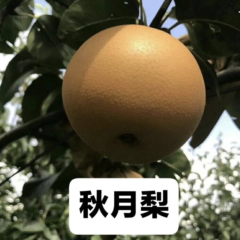 秋月梨华山梨南水梨产地直供代办代收全国发货