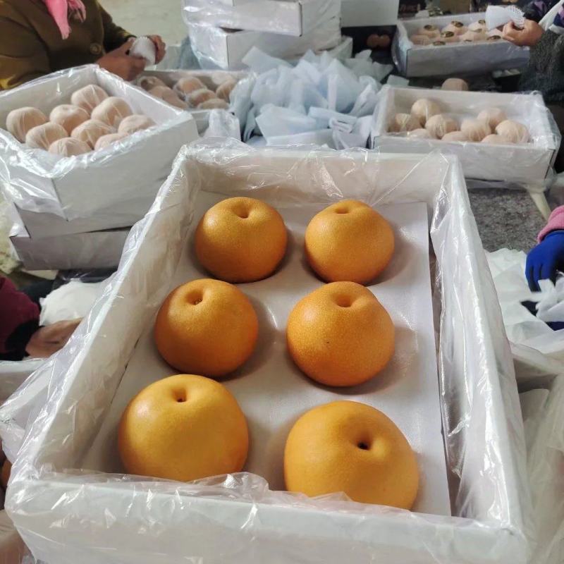 秋月梨华山梨南水梨产地直供代办代收全国发货