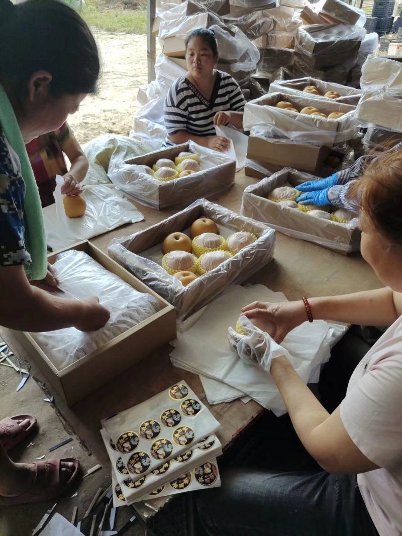 秋月梨华山梨南水梨产地直供代办代收全国发货