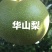 秋月梨华山梨南水梨产地直供代办代收全国发货