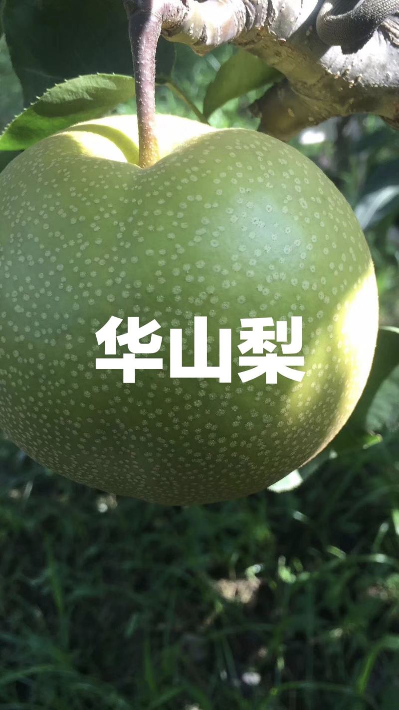 秋月梨华山梨南水梨产地直供代办代收全国发货