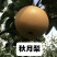秋月梨华山梨南水梨产地直供代办代收全国发货
