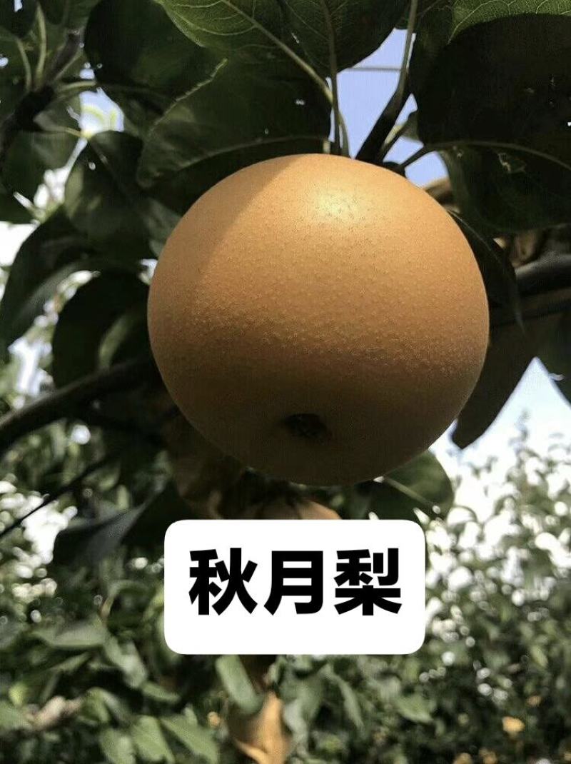 秋月梨华山梨南水梨产地直供代办代收全国发货