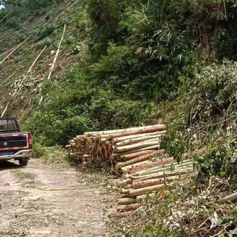 7000亩林地出租能种多少算多少、有二千亩第二代桉树已经
