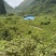 7000亩林地出租能种多少算多少、有二千亩第二代桉树已经