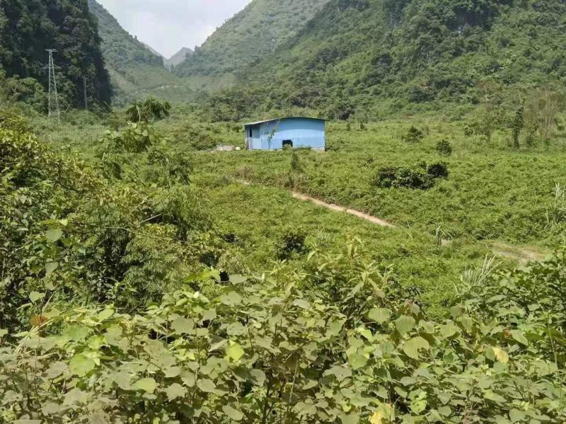 7000亩林地出租能种多少算多少、有二千亩第二代桉树已经