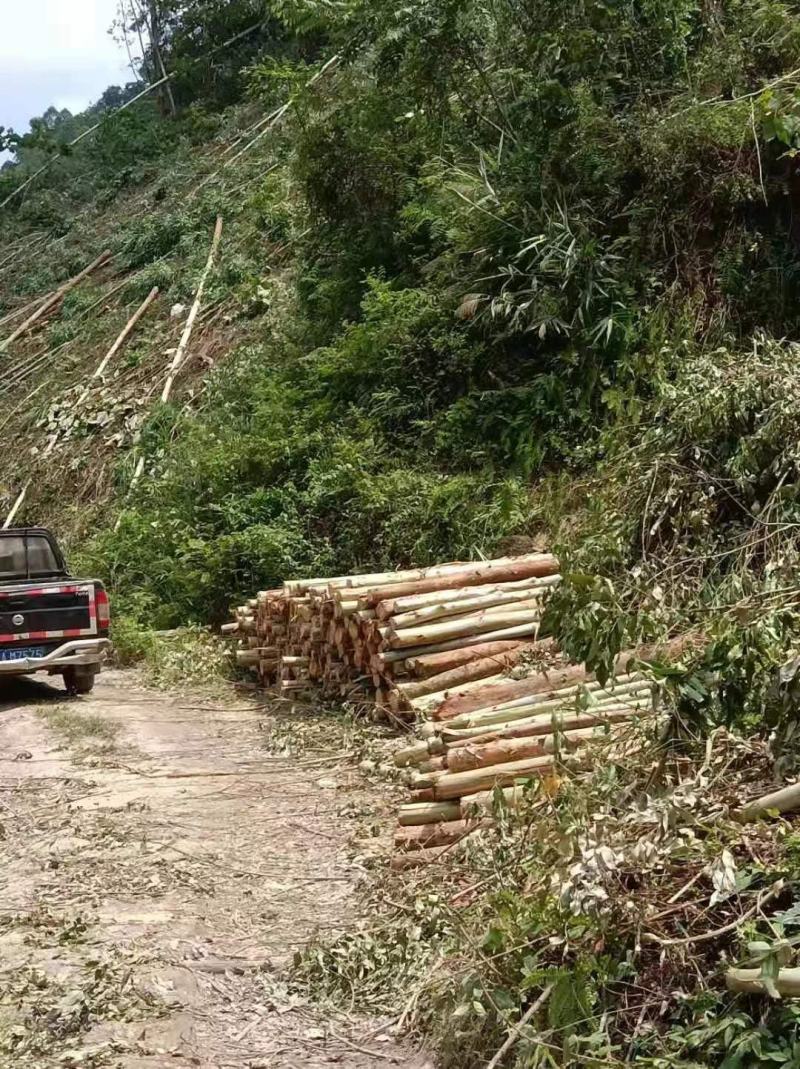 7000亩林地出租能种多少算多少、有二千亩第二代桉树已经