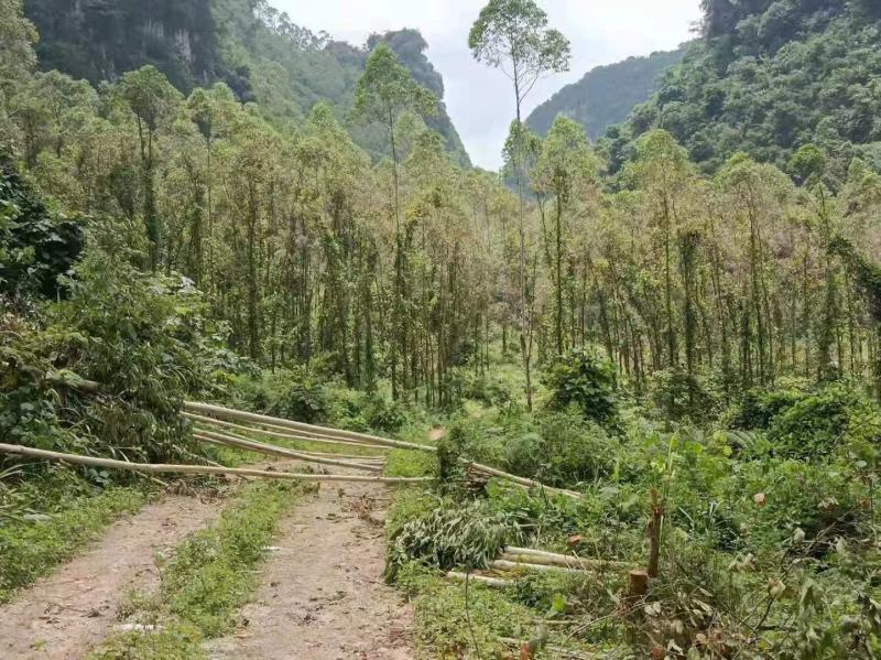 7000亩林地出租能种多少算多少、有二千亩第二代桉树已经