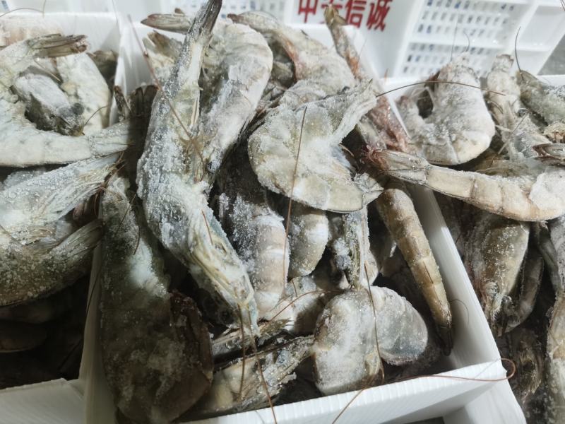 青岛海捕大虾厄尔多尔虾整件批发，一件代发，社区团购