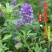进口紫花苜蓿种籽草种子多年生牧草种子四季收割喂养牛羊鸡鸭